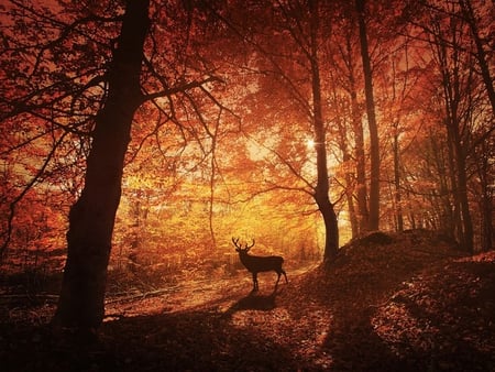 Guard_of_Forest - forest, picture, beautiful, deer, guard