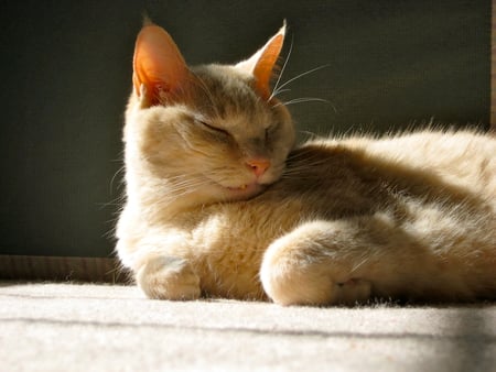 Happy in the Sunbeam - sleep, sun, cat, tucker