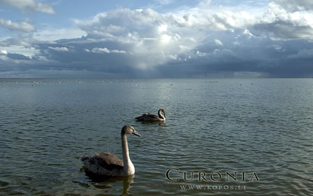 Cygnets rest in Curonia