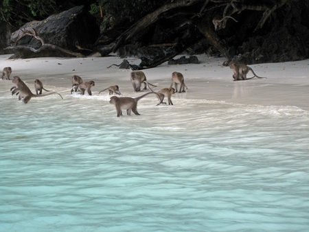 Day at the Seaside - sand, monkeys, rocks, driftwood, beach, trees, ocean