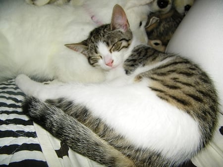 Surrounded by Friends - bed, kitten, mia, tabby, toys, snuggle, cat