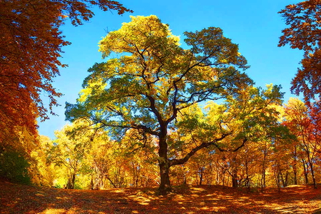 Beauty of autumn - sky, autumn, trees, gold, yellow, forest, blue, green, orange, colors