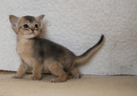 Blue Boy - little, cute, siamese, kitten