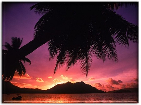 Hawaiian Paradise - palm tree, red, island, tropical, sunset