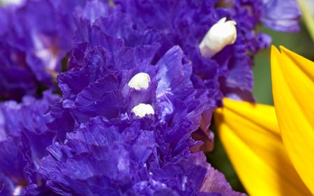 purple and gold - nature, flowers, pretty, photography