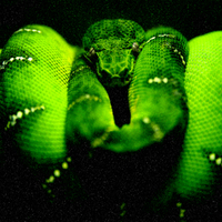 Midnight'Green'Tree'Python