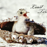 Least Tern - Bird