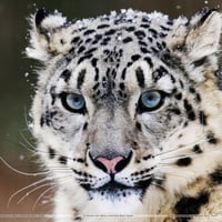 Snow Leopard