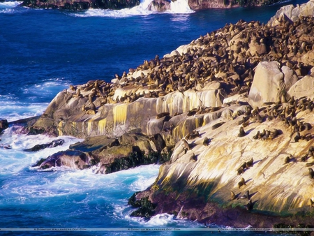 Coastal Sea Lions, Valparaiso, Chile - sea, chile, rocks, coastal