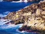 Coastal Sea Lions, Valparaiso, Chile