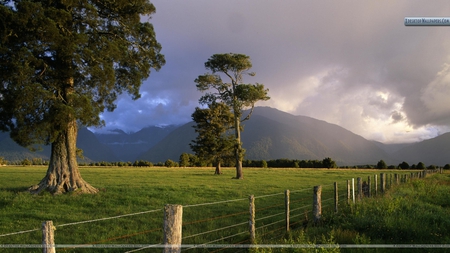 Storm Lit Kahikatea Trees and Fence, South Island, New Zealand