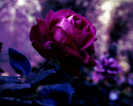 a deep pink - beauty, photography, rose, fushia, nature, lvely, pink, blue, flower