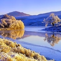 TREES ALONG THE RIVER