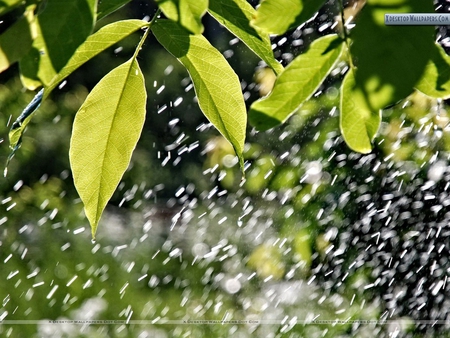 Rain And Green Leaves