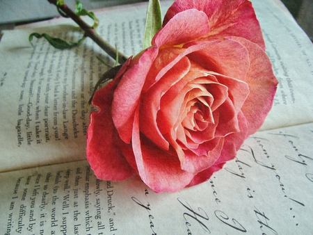 Thinking of You - still life, book, rose, red