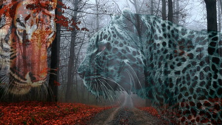 Boundaries - red leaves, autumn, fall, falling, forrest, cheetah, road, tiger