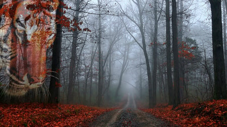 Tiger'Falling'Red'Leaves - red leaves, roadway, falling leaves, the face, treeline, forrest, road, tiger