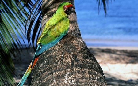 Macaw - birds, macaw, beautiful, beaches, sea, parrot, tree, colorful, nature, animals