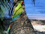 Macaw