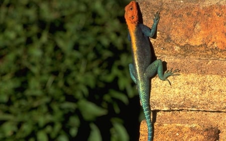 Chameleon - stone, beautiful, reptiles, chameleon, animals