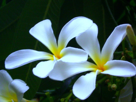 White flowers - flowers, white, nature