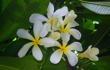 White flowers - flowers, white, nature