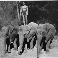 Tarzan and his elephants