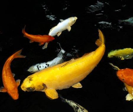 Koi Carp - colours, animals, koi, fish, carp