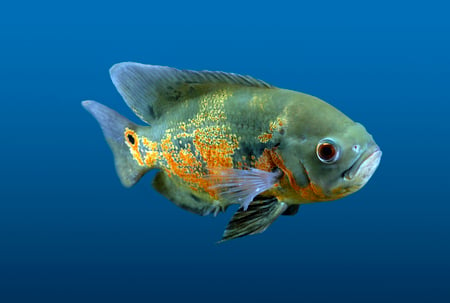 Oscar (Astronotus ocellatus) - oscar, amazon, astronotus, fish, ocellatus