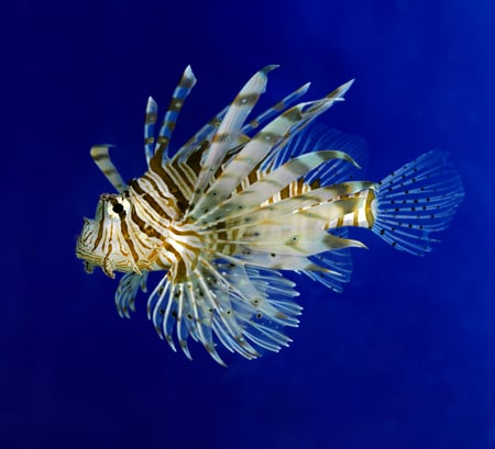 Lionfish - oceans, indian, animals, fish, lionfish