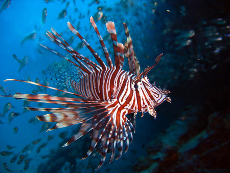 Lionfish - oceans, indian, animals, fish, lionfish