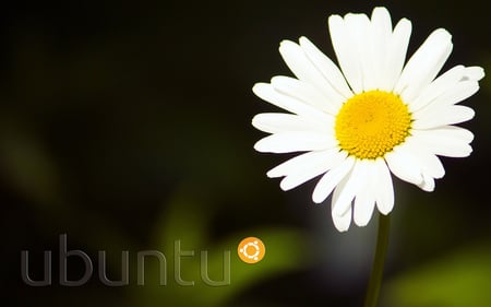 Nature Ubuntu - camomile, ubuntu, flower, nature