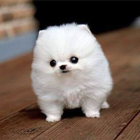 Cute Puppy