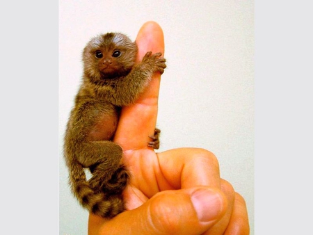 Tiny-Monkey - tiny, picture, cute, on finger, monkey