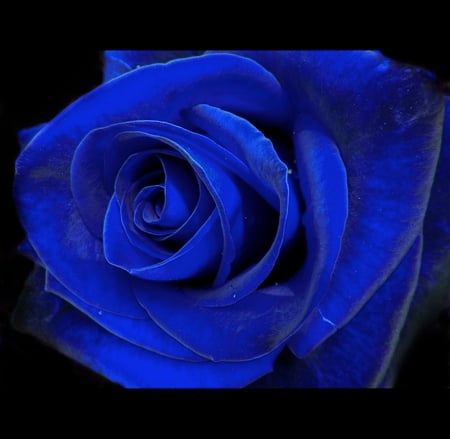 Blue velvet - flowers, nature, blue, special, velvet, rose, beauty