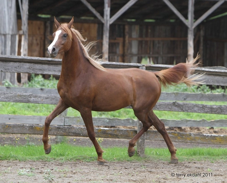 beautiful purebred arabian filly - filly, arabian, horses, purebred