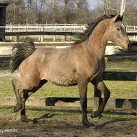grey purebred arabian