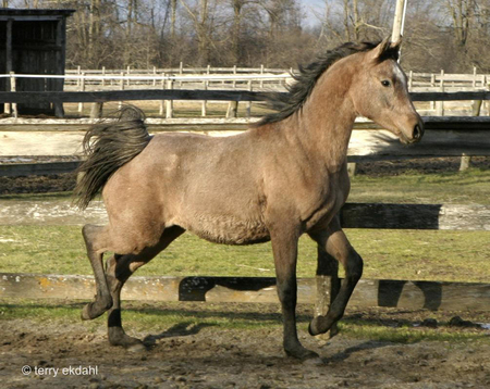 grey purebred arabian - grey, arabian, horses, purebred