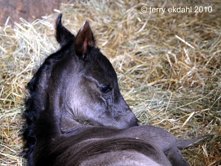 black filly only a few hours old - black, filly, baby, few hours old