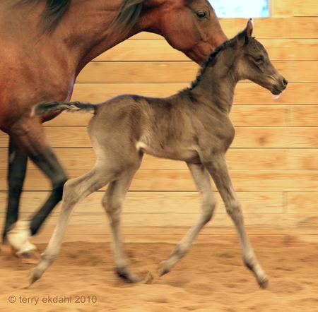 follow me mommy - horses, foals, mommies, mares