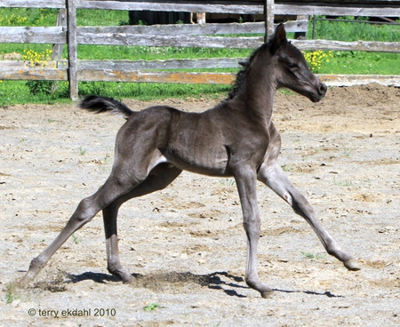 black filly prancing to its mommy - horses, prancing, foals, black