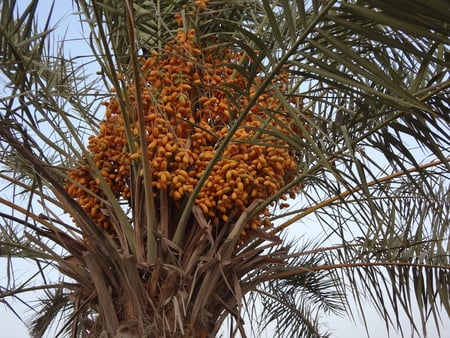 Date Tree.. - dates, date trees, date fruit, fruits