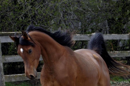 beautiful arabian mare - arabian, mares, horses, brown