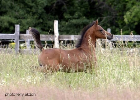 A little pranser - horses, foals, fillies, colts