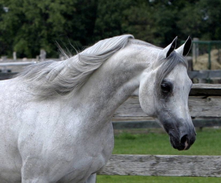 arabian horse - horses, colt, filly, mare, stallions