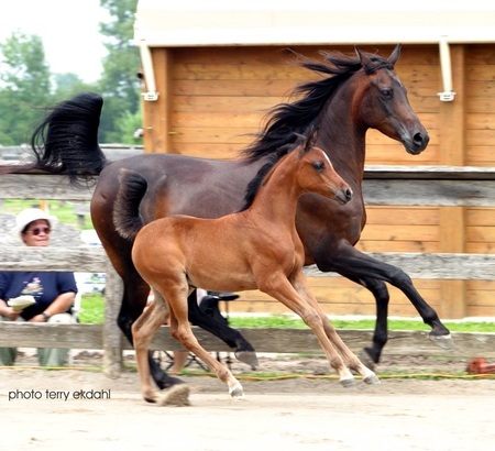 unbroken spirits - horses, running, foals, wild horses