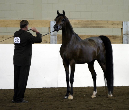 arabian getting ready for the show - horses, horse, horse show, mare, mares