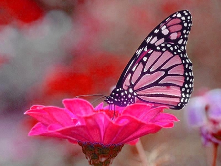 Pink Butterfly - butterfly, pink, wings, lovely, fly, flower