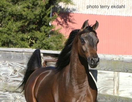 brown arabian galloping around the paddock - horses, races, paddocks, stallions