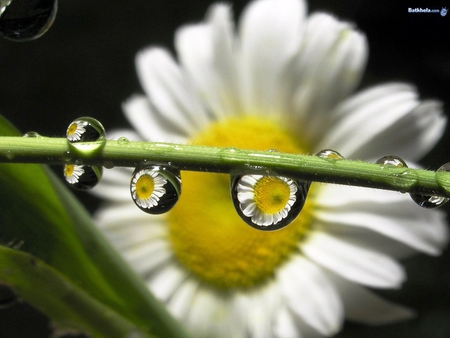 Daisy Dewdrops - white, dewdrops, nature, yellow, reflection, petals, daisies